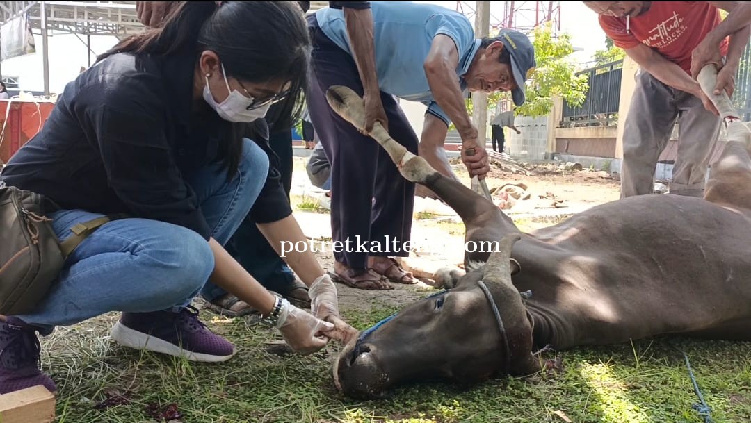 Waspada, Petugas Dinas Pertanian Kapuas Temukan Hewan Kurban Dengan Gejala PMK