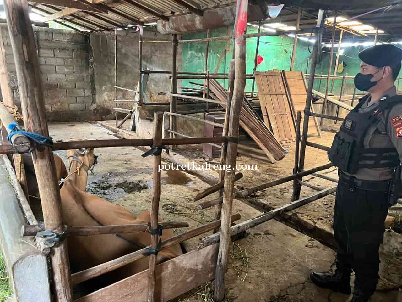 Cegah Penyebaran Wabah PMK Pada Ternak, Satsamapta Polresta Palangka Raya Sambangi Peternakan