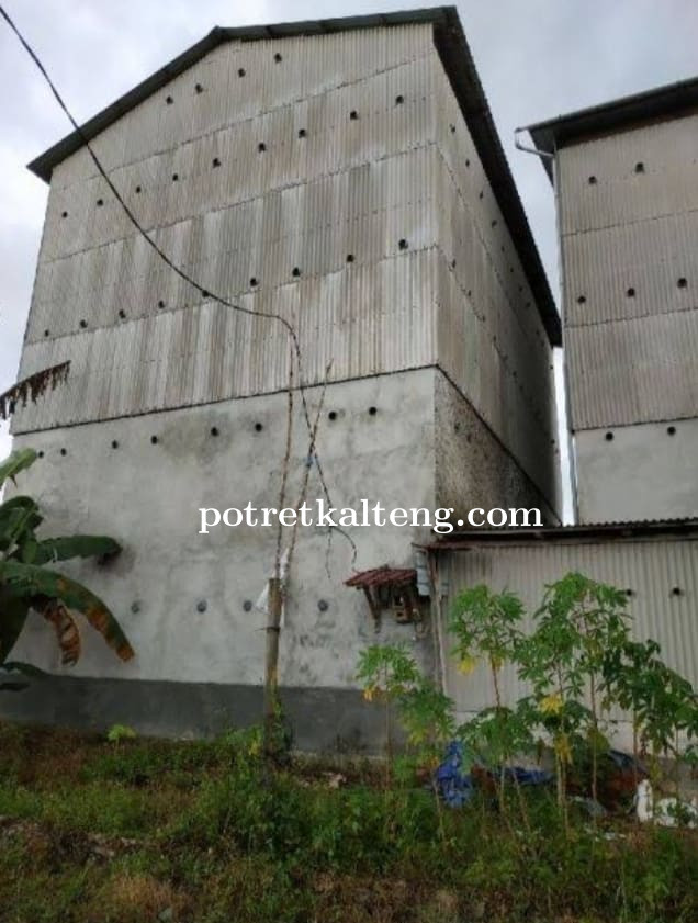 Pendapatan Asli Daerah (PAD) Kapuas Dari Sektor Gedung Walet Tidak Mencapai Target