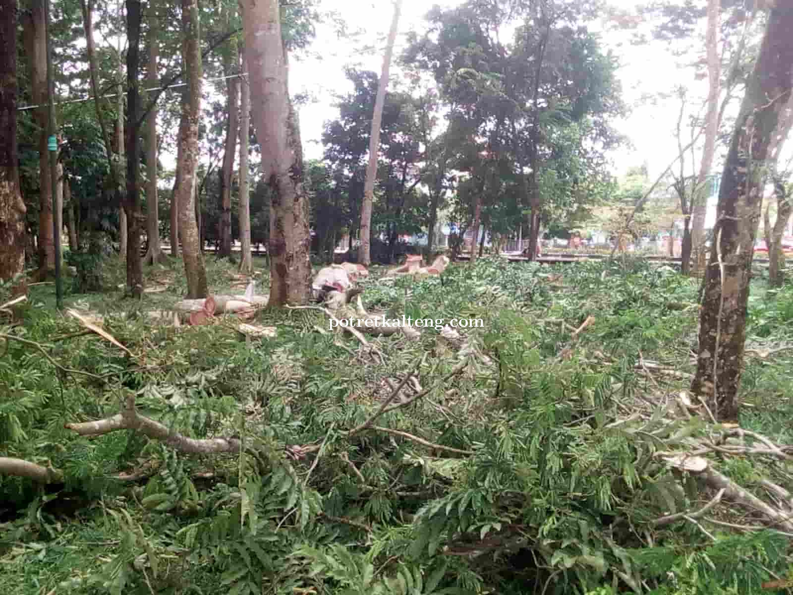 DLH Kapuas Tebang Pohon di Taman Hutan Kota Kapuas