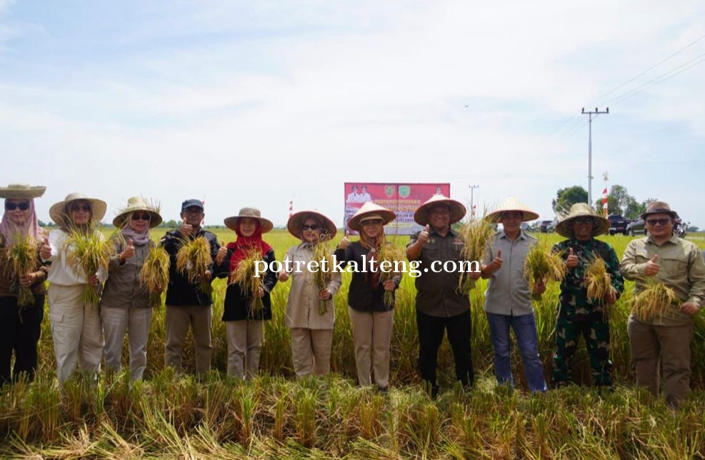 Wagub Kalteng Edy Pratowo Panen Perdana Padi Varietas IR 42/PB-42 di Desa Belanti Siam, Pulang Pisau