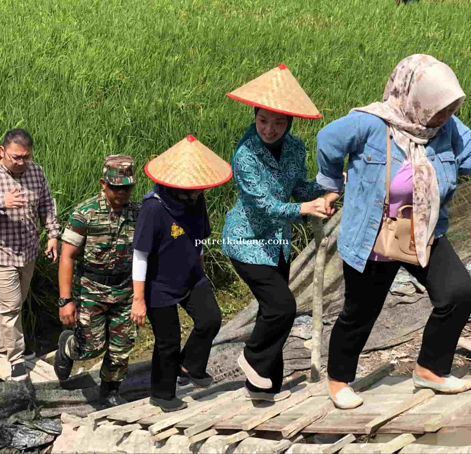 Ketua TP PKK Kota Palangka Raya Kunjungi Sawah Milik Kelompok Tani Suka Maju