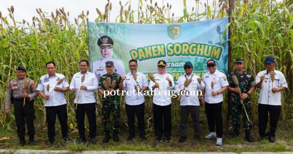 Pemkot Palangka Raya Kembangkan Budidaya Sorgum Untuk Wujudkan Ketahanan Pangan