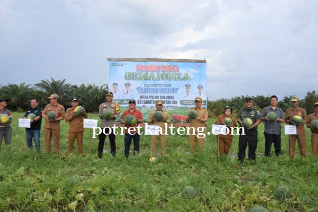 Bupati dan Wakil Bupati Kapuas Panen Raya Semangka di Desa Pulau Kaladan