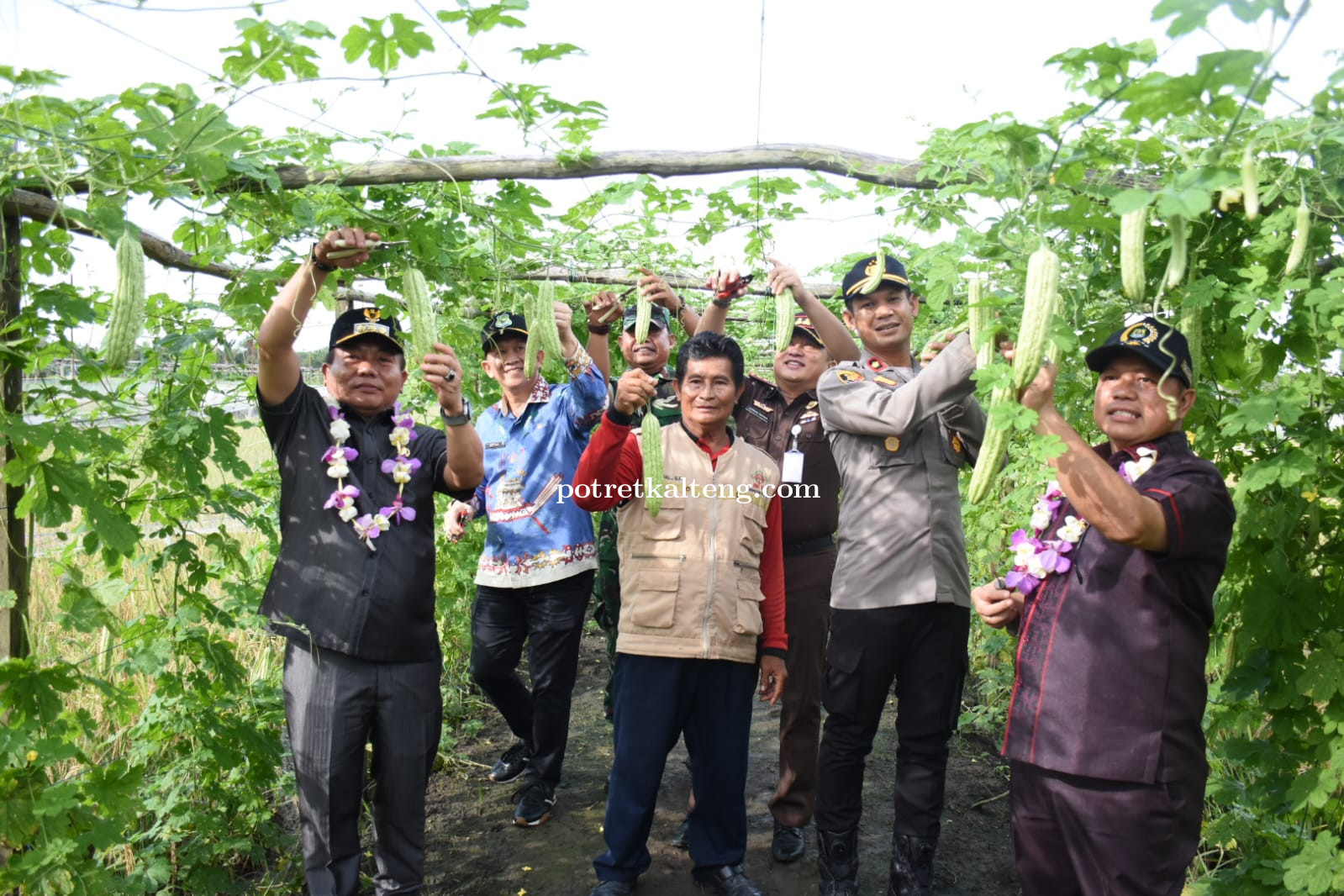 Bupati Kapuas Panen Padi dan Pare, Dorong Optimalisasi Lahan Pertanian di Kapuas Hilir