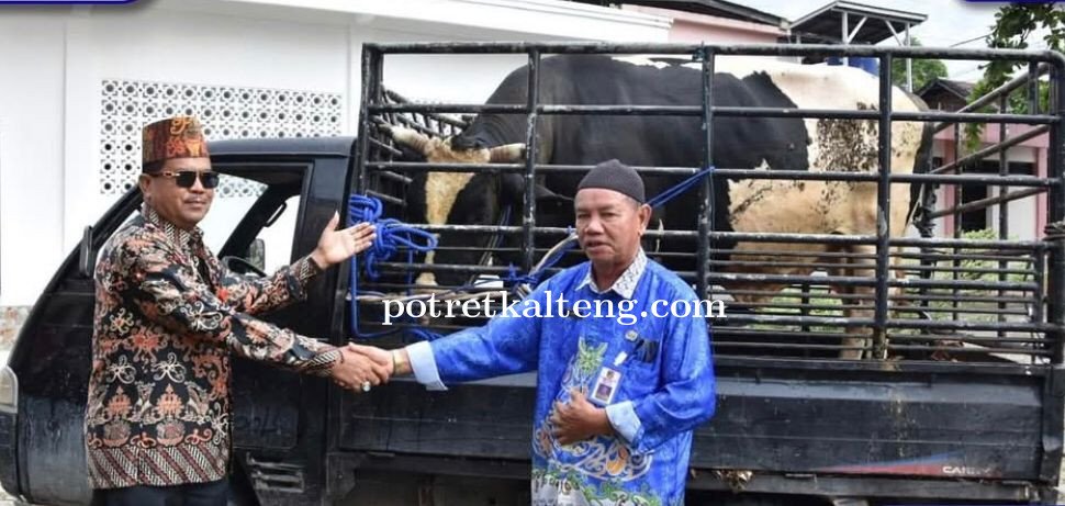Pemkab Barut Terima Bantuan Sapi Kurban dari Presiden Prabowo