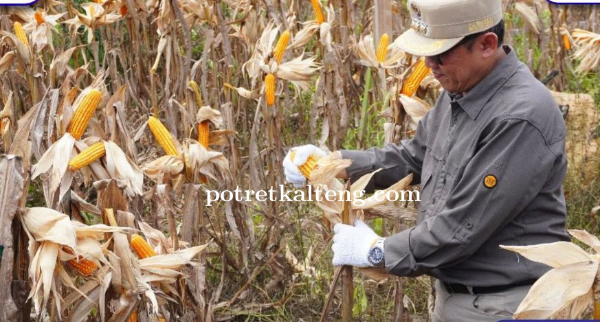 Dukung Program Swasembada Pangan Nasional, Pj. Bupati Barut Hadiri Panen Raya Jagung