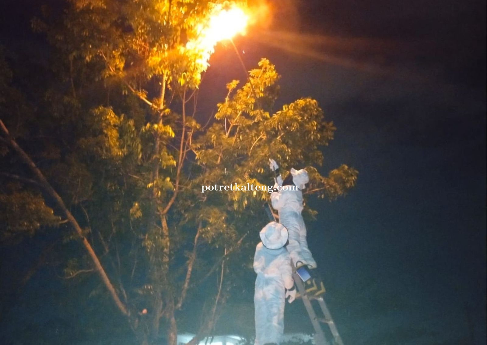 BPBD Kalteng Amankan Sarang Tawon Vespa di Kantor Diskop UMKM