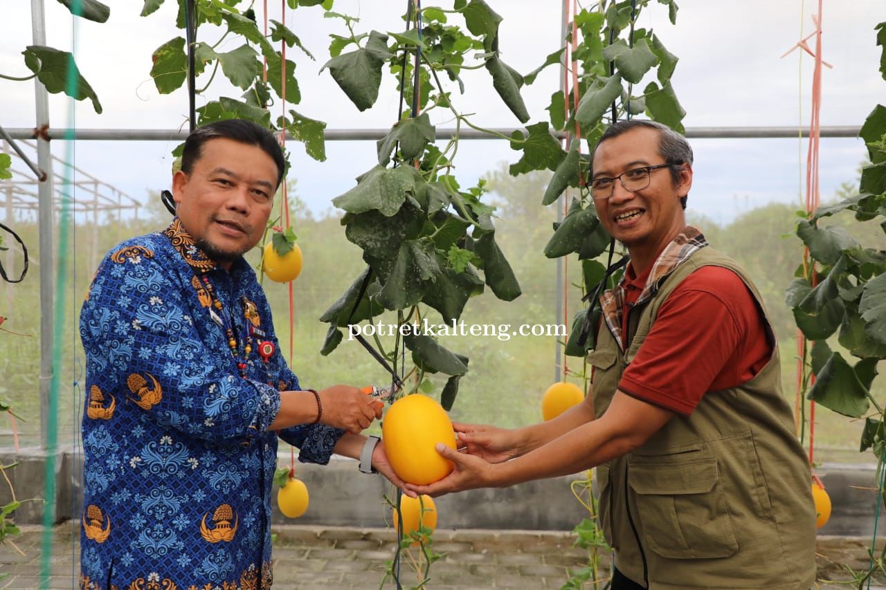 TPHP Kalteng dan UPN Veteran Yogyakarta Kembangkan Melon Premium Meldo UPNVY2 Melalui Smart Green Ho