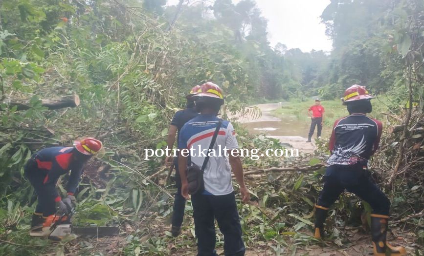 Damkar Barsel Bergerak Cepat Evakuasi Pohon Tumbang yang Timbun Jalan Mabuan–Buntok