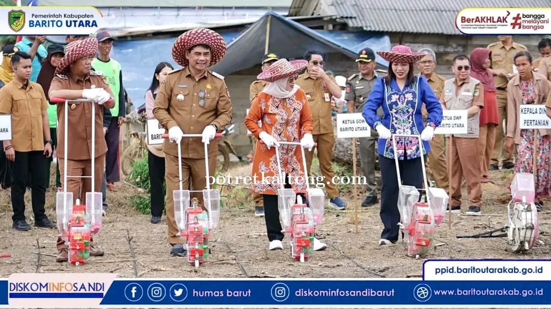 Pemkab Barito Utara Tanam Perdana Jagung Hibrida di Desa Mampuak, Bupati Dorong Pertanian sebagai Tu