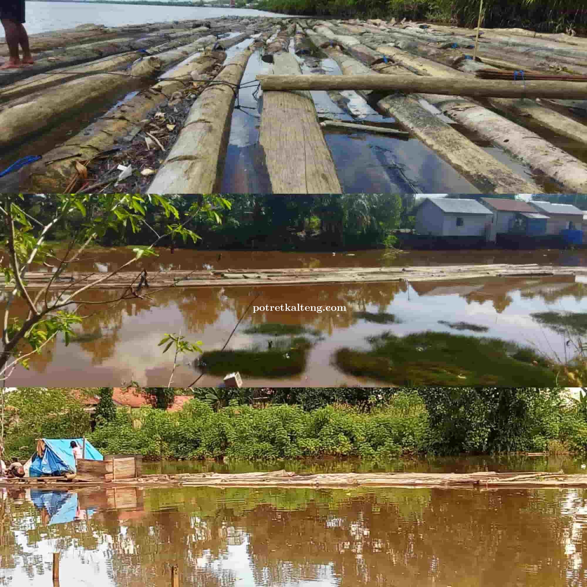 Kayu Gelondongan Melintas Dengan Bebas di DAS Anjir Kapuas