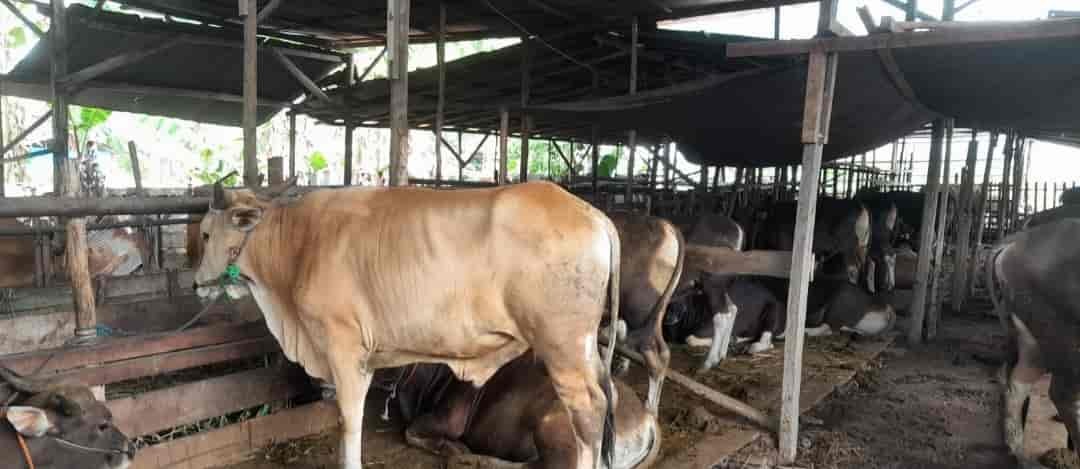 Meski Jumlah Kouta Menurun Surya Berkah Abadi Farm Pastikan Pembeli Hewan Kurban Tak Kehabisan