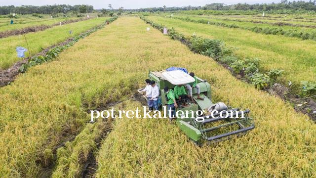 Program Ekstensifikasi Food Estate Sukses Buat Lahan Tidur di Kapuas Bisa Panen Raya
