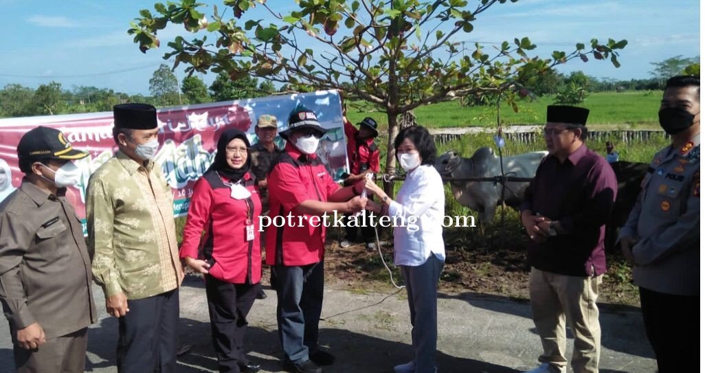 Sapi Kurban Dari Gubernur Kalteng, Bupati Pulang Pisau Ucapkan Terima Kasih Kepada Gubernur Kalteng