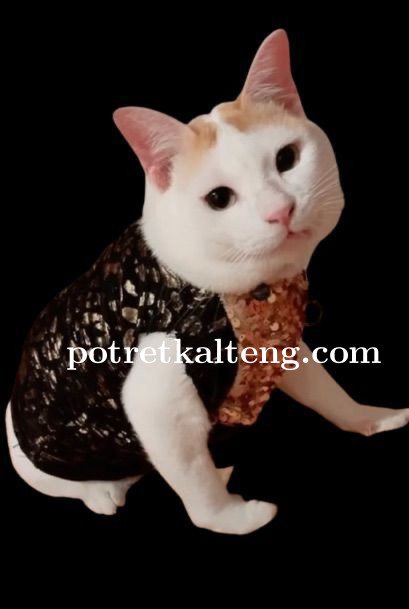 Tembus 3,3 M Viewer Tiktok,Ini Dia Kucing Kampung Milik Selebgram Sampit