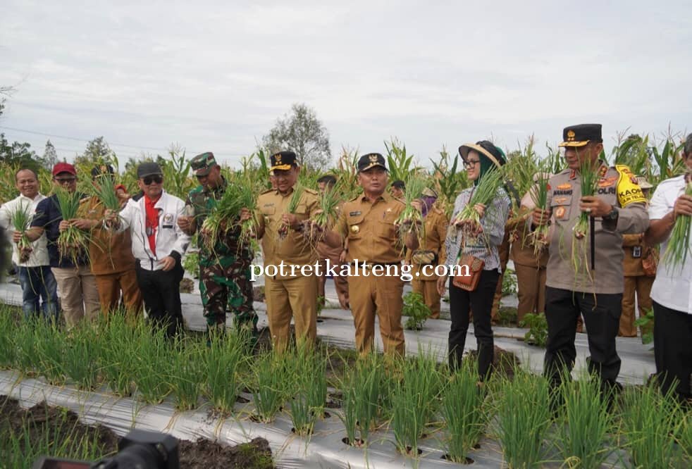 Panen Bawang Merah dan Cabai, Gubernur Tegaskan Pembangunan Bersinergi Ketahanan Pangan di Kalteng
