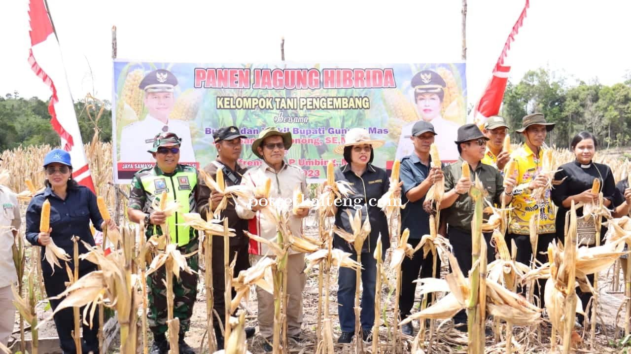 Wakil Bupati Gunung Mas Hadiri Panen Raya Jagung Hibrida Kelompok Tani Katur I Desa Sepang Kota