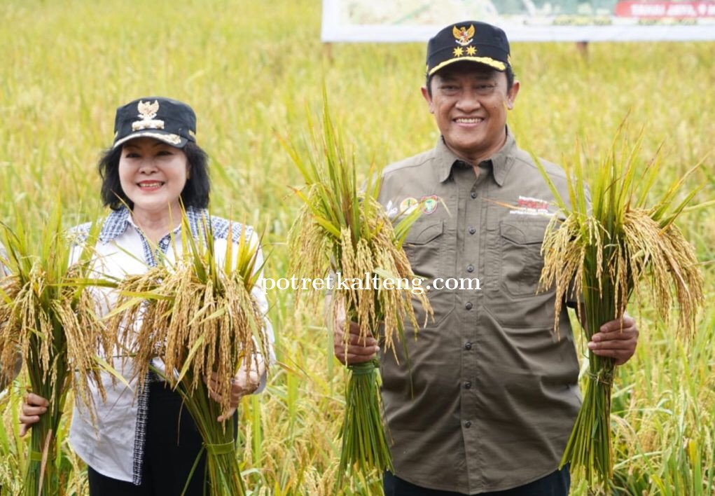 Wakil Gubernur Kalteng Pimpin Panen Padi Nusantara di Desa Tahai Jaya, Kabupaten Pulang Pisau