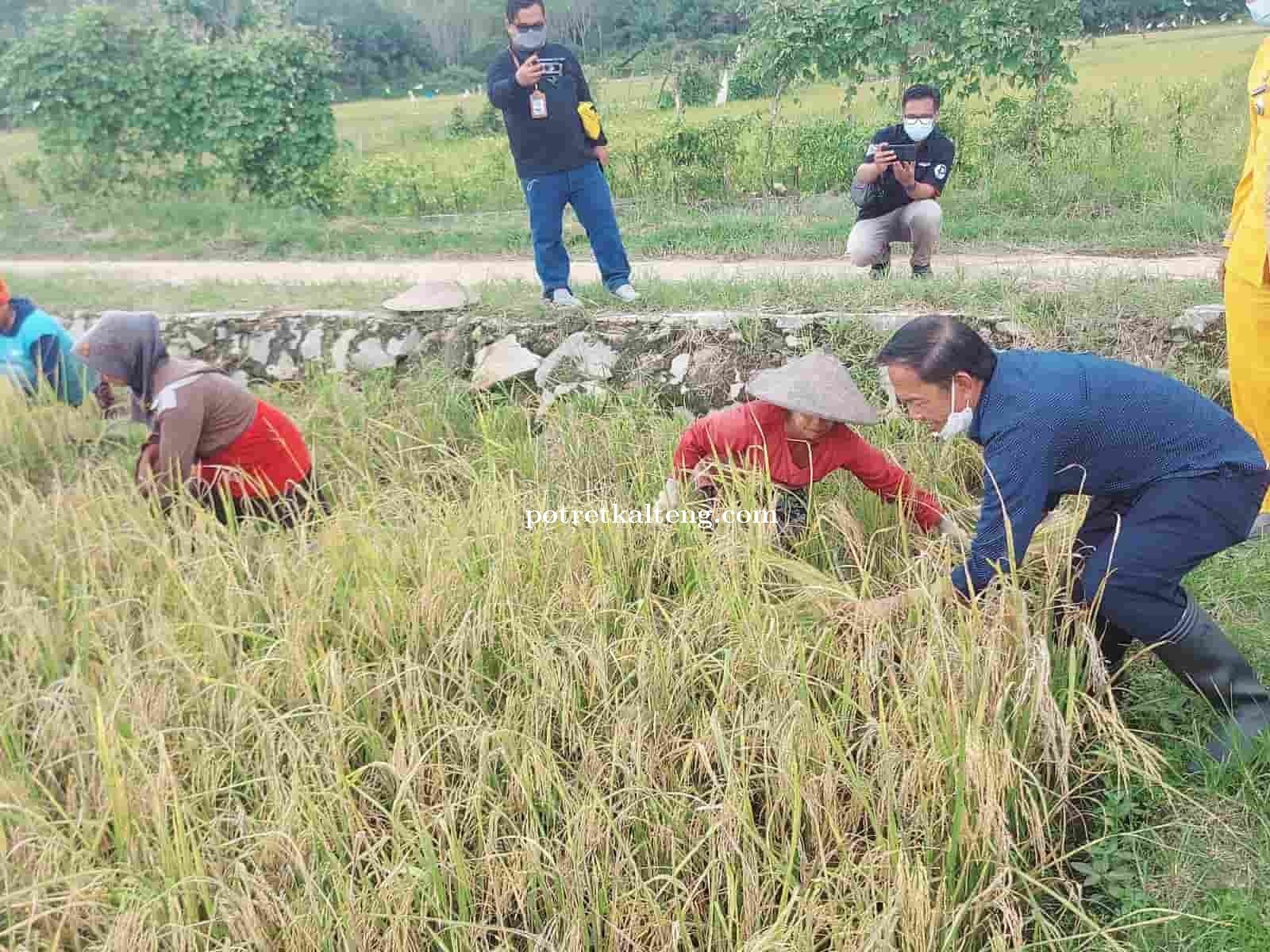 Bambang Purwanto Dorong Optimalisasi Distribusi Hasil Panen Petani