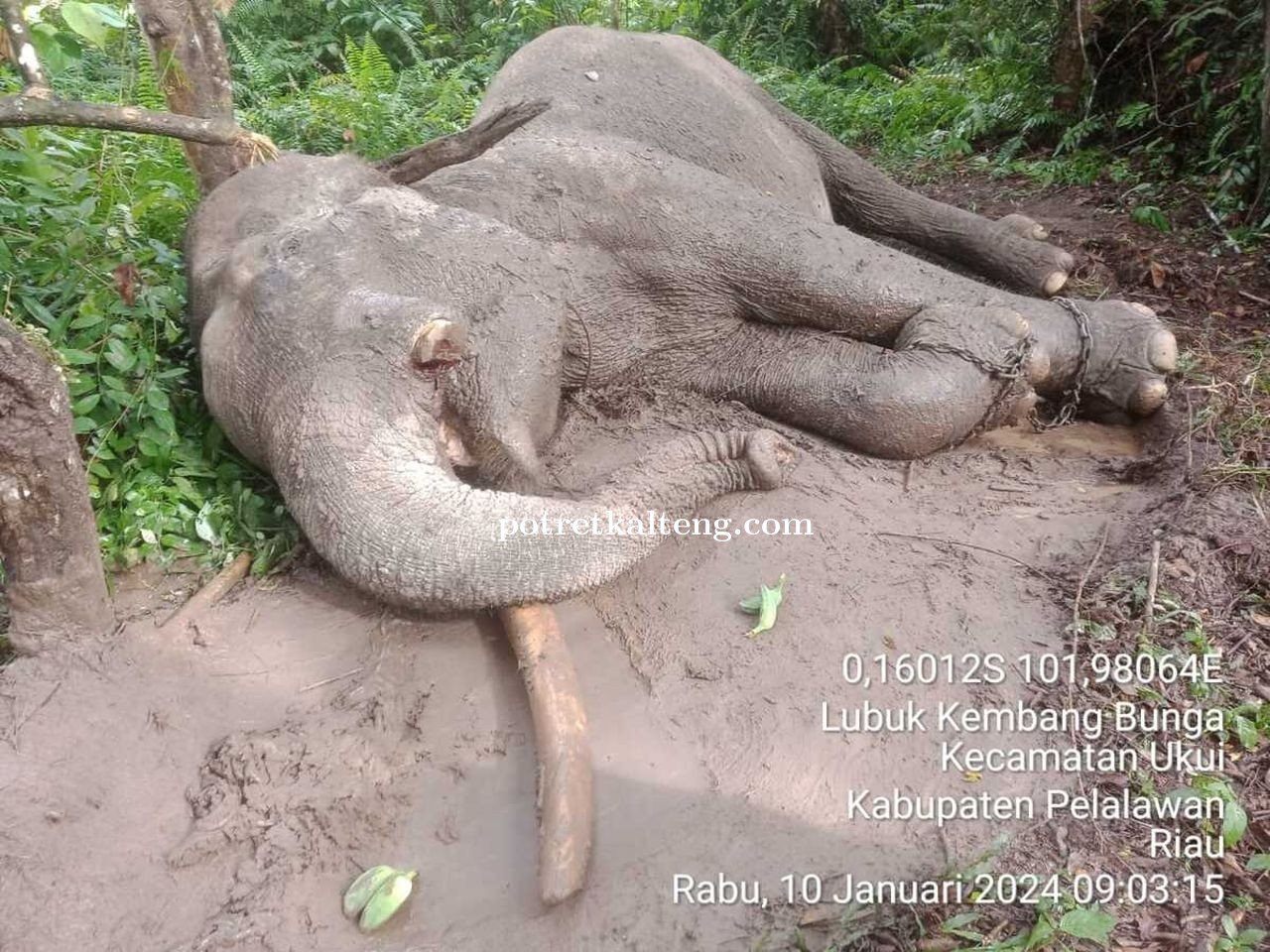 Bambang Purwanto Minta Pemerintah Lebih Serius Tangani Kasus Perburuan dan Perdagangan Satwa Liar
