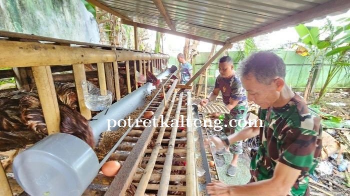 Koramil 1001-02 Paringin Mulai Budidaya Ayam Petelur untuk Ketahanan Pangan Internal