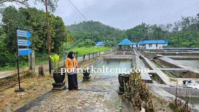 Tengok Aktivitas UPTD BBIL Gunung Manau Balangan: Kembangkan Lima Jenis Bibit Ikan Lokal dan Sumbang