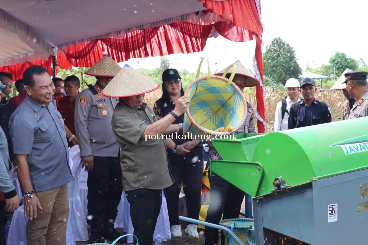 Panen Raya Jagung Serentak Kuartal II Sukses Digelar di Kapuas, Presiden RI dan Kapolri Hadir Secara