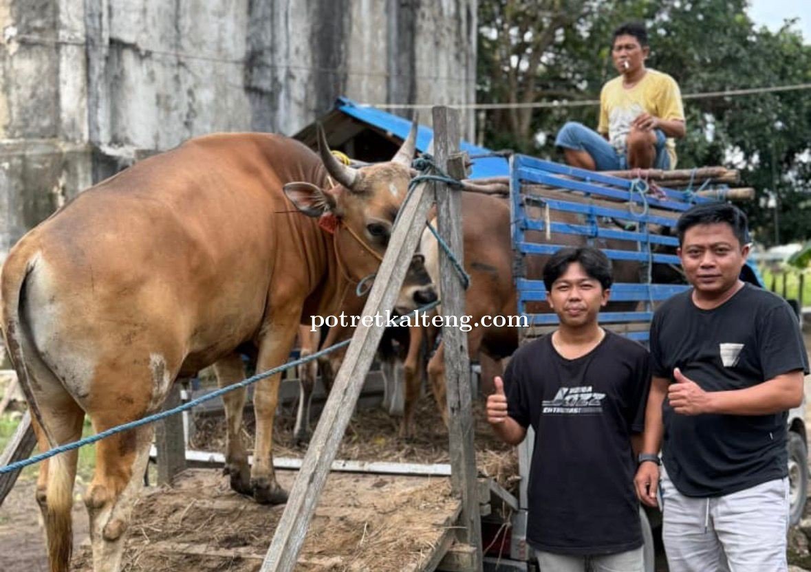 Sambut Iduladha 1447 H, PT Barito Raja Berkah Salurkan 5 Ekor Sapi Kurban di Barito Selatan