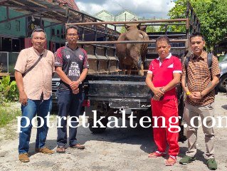 Ketua LSR LPMT Kalteng Salurkan Hewan Kurban Gubernur Kalteng Untuk Warga Binaan