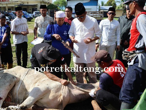 Moment Hari Raya Idul Adha 1446 H, Polda Kalteng Sembelih 52 Sapi dan 12 Kambing