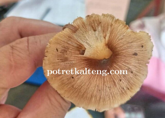 Begini Penampakan Jamur Yang Diduga Pemicu Keracunan di Kapuas