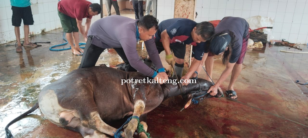 Moment Hari Raya Idul Adha, DPRD Kapuas Bagikan Daging ke Masyarakat